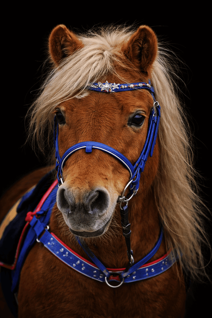 Media 1 av Mormors Nordin