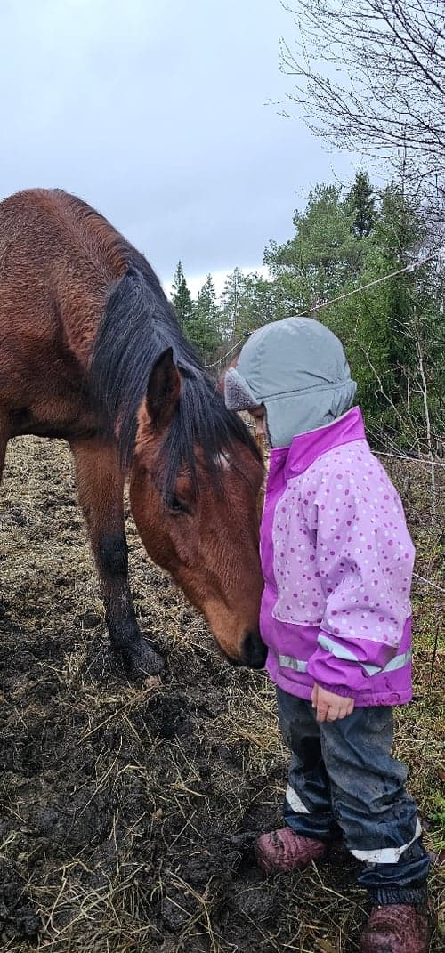 Bild av 🐎 Ákombákom – 3-årig valack med tryggt och lugnt temperament