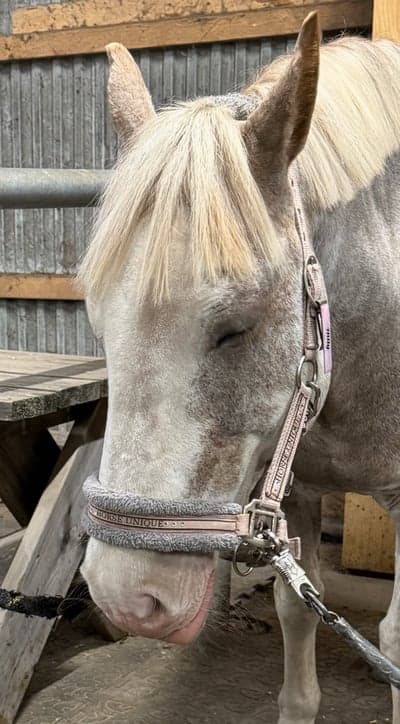 Inlägg 21 av Irländsk ridponny med titeln Djupvågsmassage är skönt ❤️