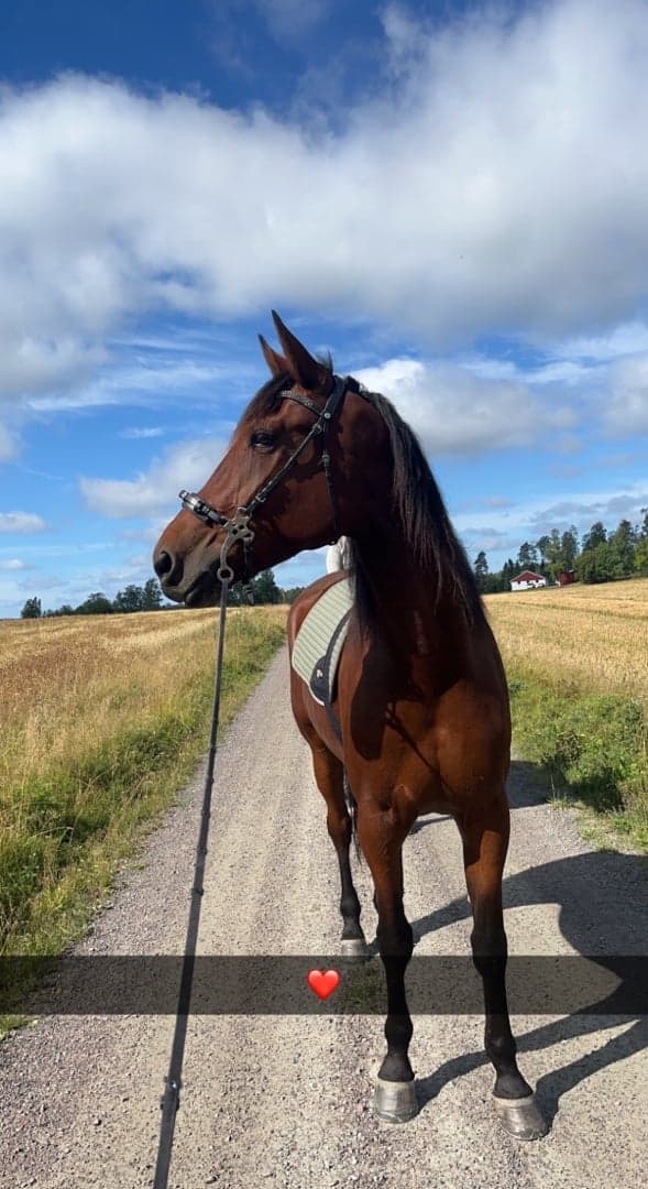 Media 1 av In heritage