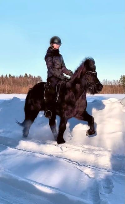 Inlägg 10 av Island med titeln Fantastiska häst!❤️‍🔥