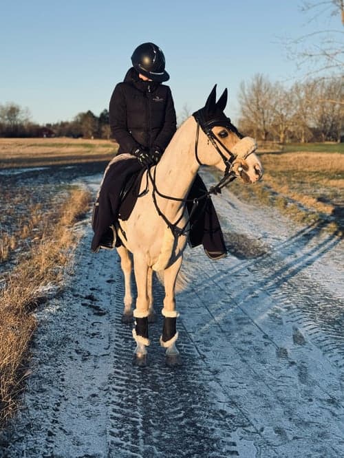 Bild av Sockersöt ponny söker sin nya bästa vän!