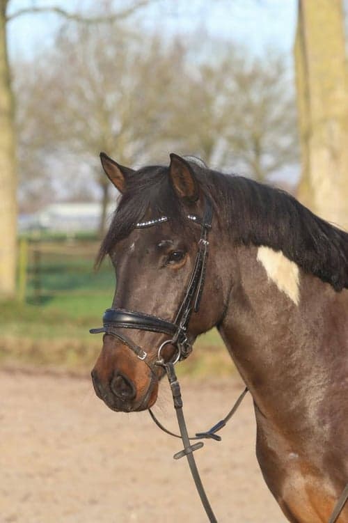 Bild av Sockersöt & trygg valack – perfekt för osäker ryttare eller ridskola