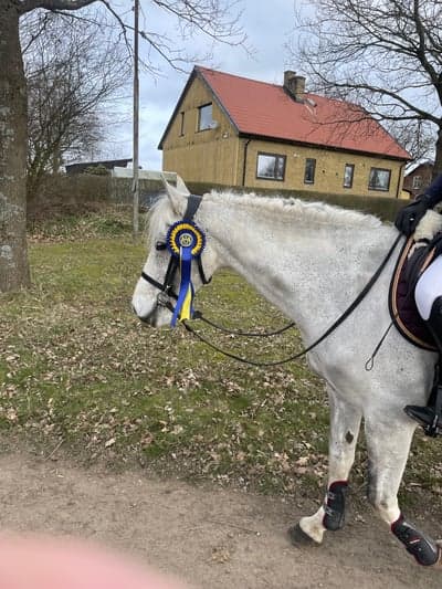 Inlägg 3 av Welsh Partbred med titeln 1:a placering den 29 mars