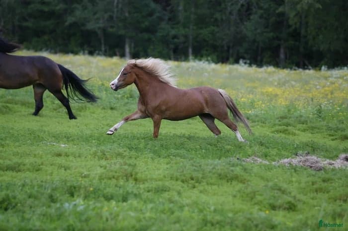 Media 1 av Shiralee Frontera