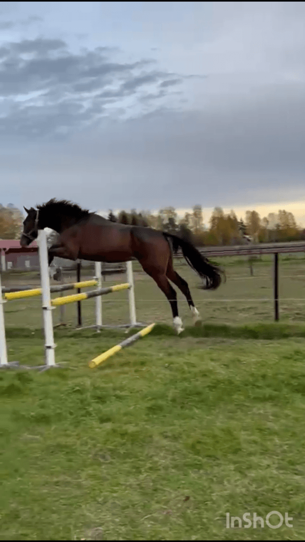 Media 2 av Carinio Grande