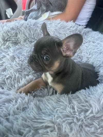 Inlägg 17 av Welsh Partbred