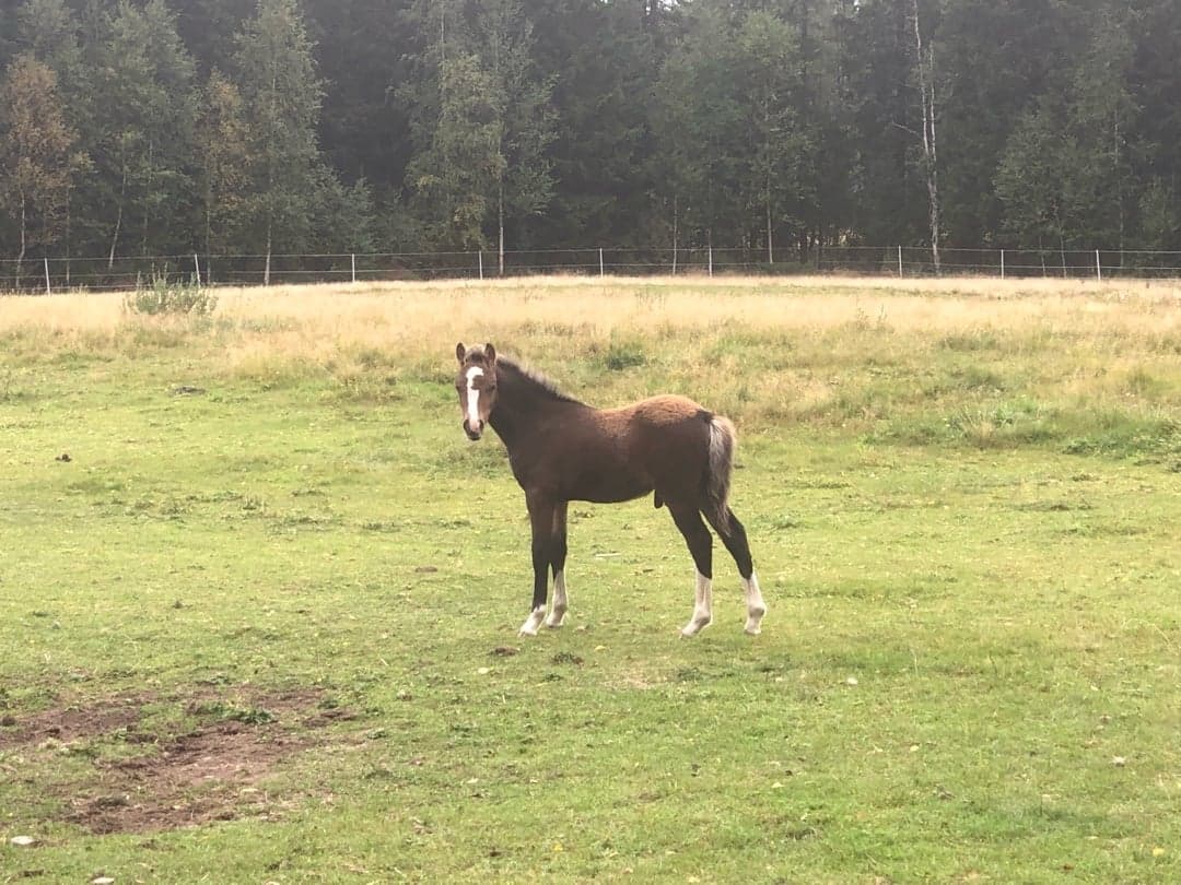 Bild 1 av Majbackens M