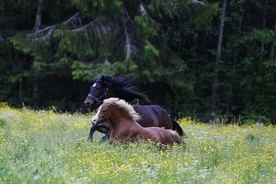 Inlägg 12 av Kallblodstravare med titeln Bete