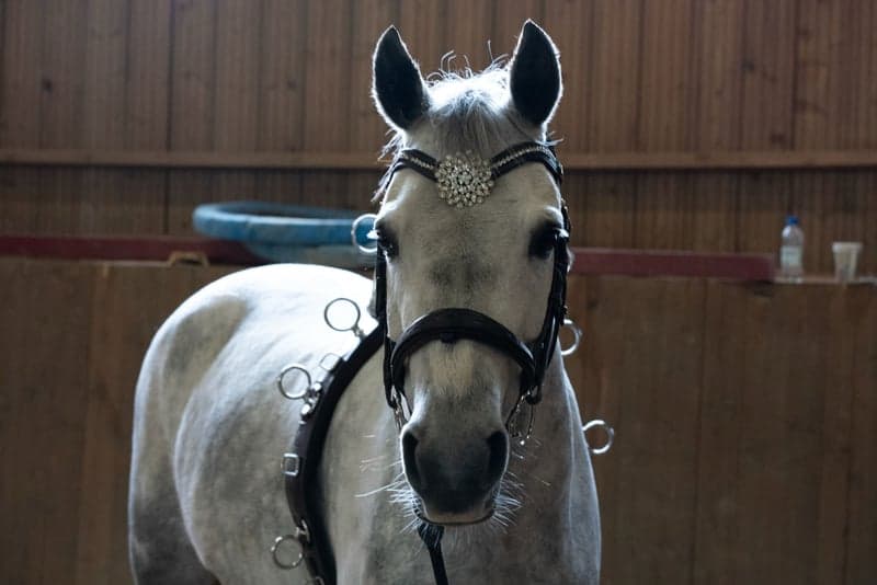 Image 3 of Gryets Sasha