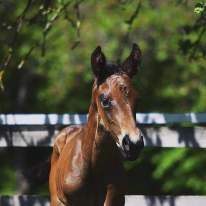 Media 3 av Florio MVG