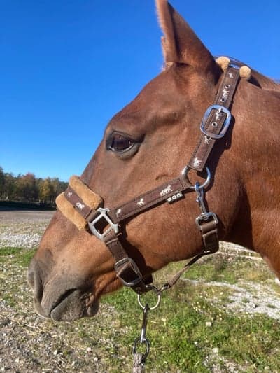Inlägg 7 av Lusitano med titeln Joggingpass idag & belöning 🍀 