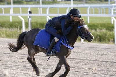 Inlägg 16 av Welsh Mountain med titeln Ponnygalopp 