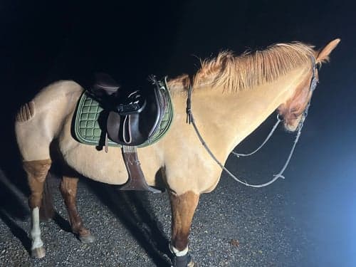 Bild av Genomsnäll hobbyhäst