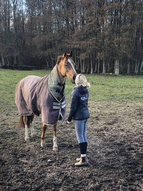 Bild av Sällskapshäst/promenadridning