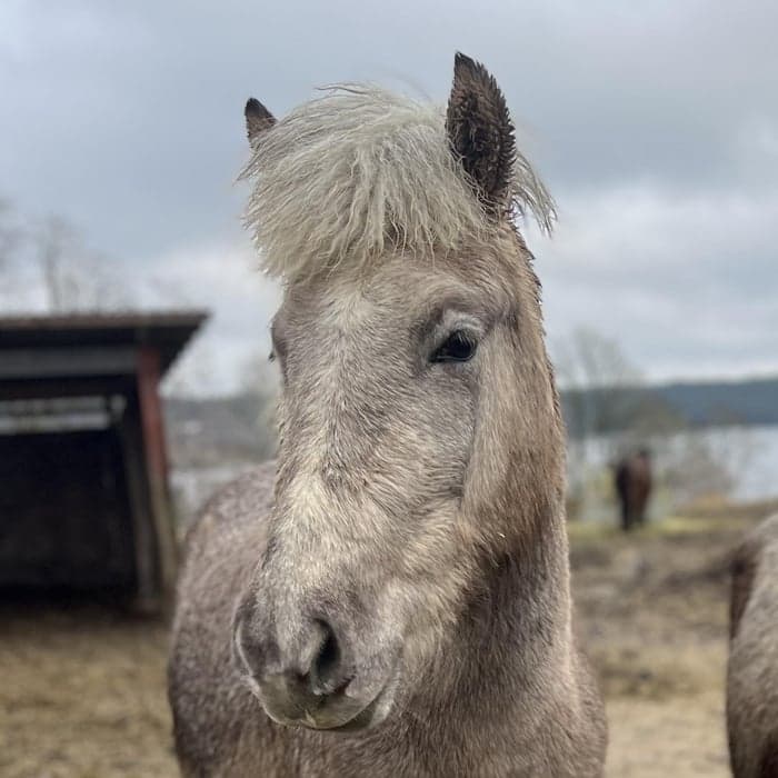 Media 1 av Elektra från Sjölyckan