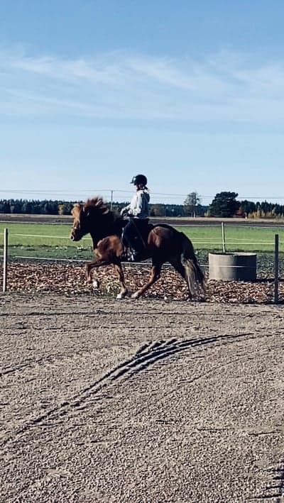 Björk från Kåltorp