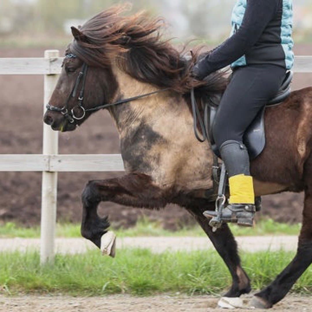 Bild 1 av Moli från Vall