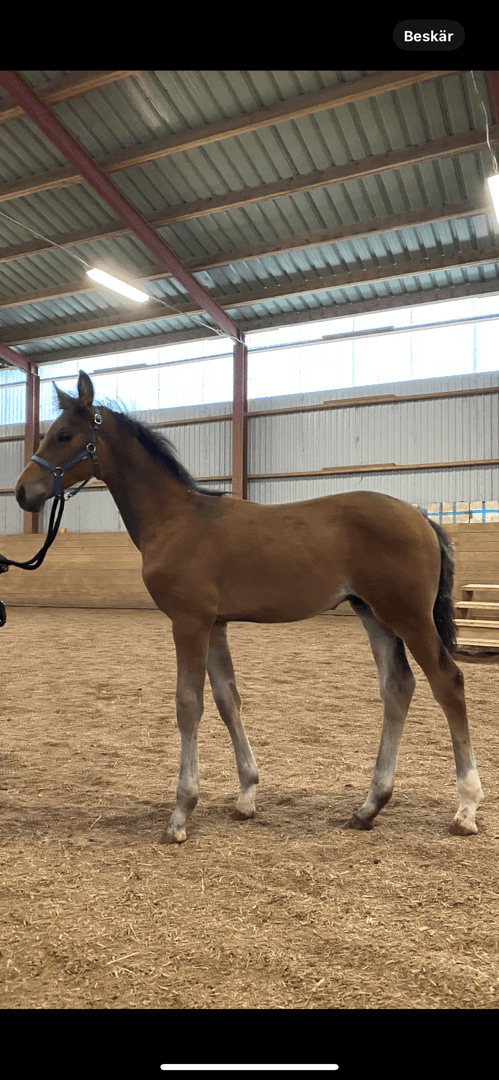 Bild av Din nästa dressyrhäst