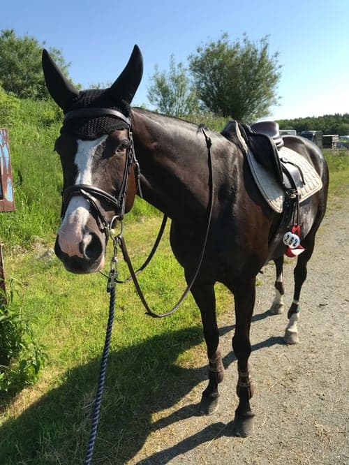 Bild av Mandela – sto född 2011, till salu som hobby/projekt-/avelshäst