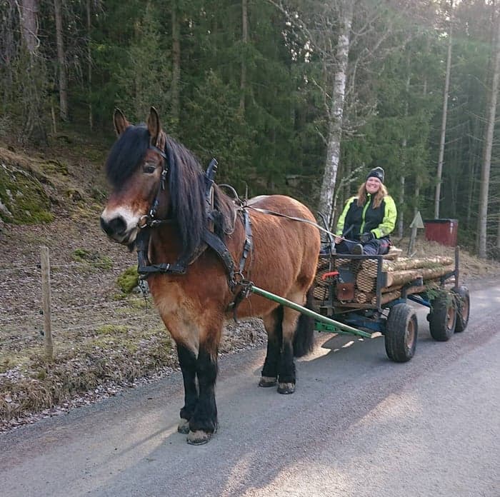 Media 2 av Stallargårdens Caiser