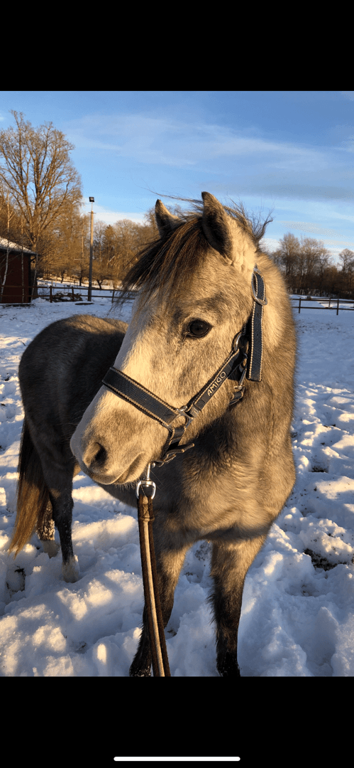 Bild av Kvalitetsponny för dom största klasserna💫