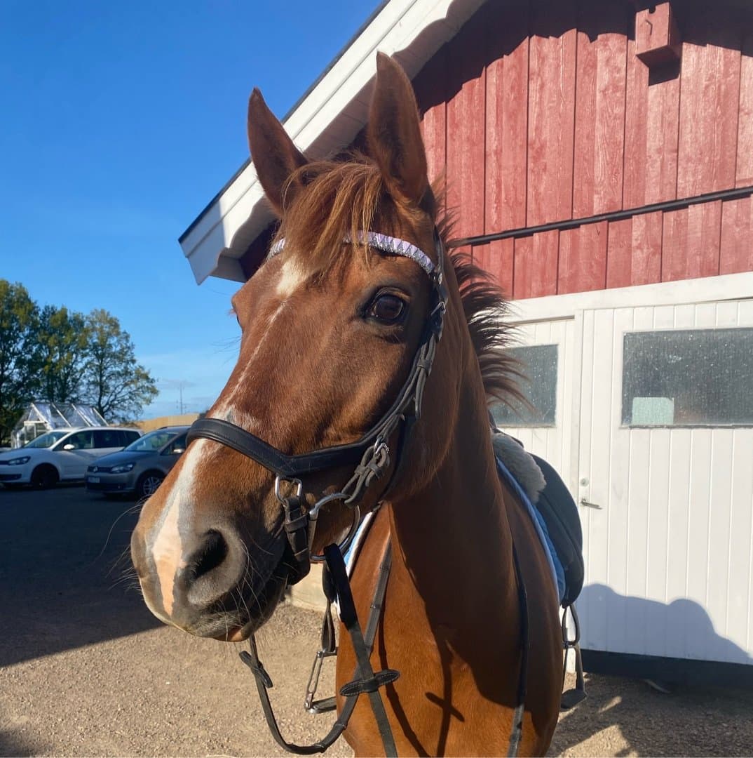 Bild 1 av Lotte(lollo)