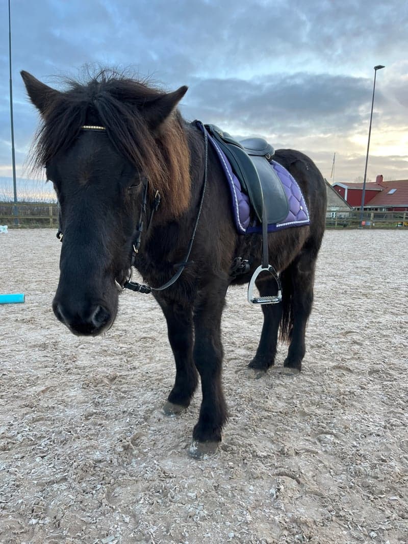 Image 2 of Arnar från Stormbo