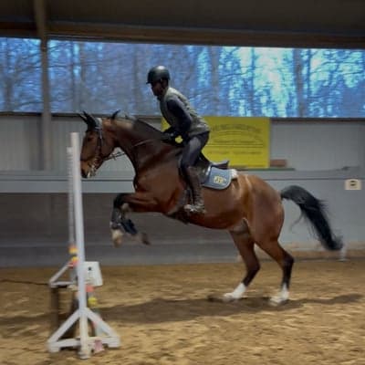 Dumbo/champions league