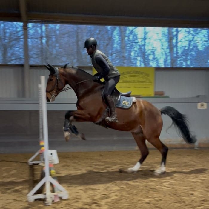 Media 1 of Dumbo/champions league