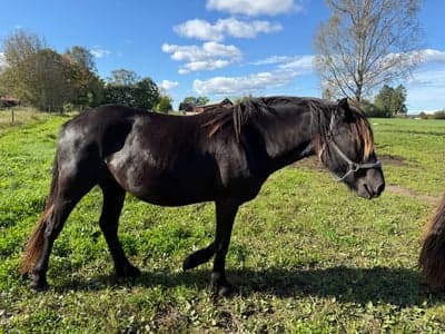 Inlägg 4 av Kallblodstravare med titeln Porträtt