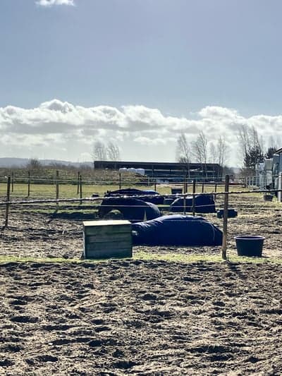 Inlägg 4 av Sportkörning med titeln Alla hästar i stallet värkar vara sömmniga!😂😅