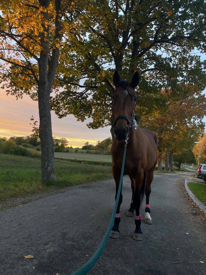 Media 10 av Portemonnaie (Penny)