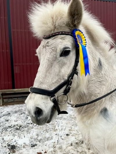 Inlägg 43 av Island med titeln 🥇 🥈