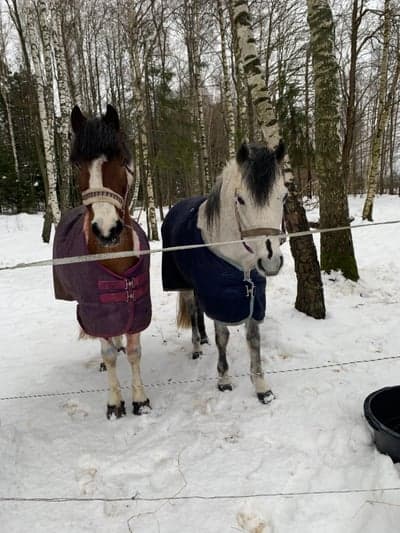 Inlägg 1 av Showridning med titeln Snöig dag 