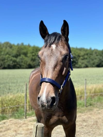 Inlägg 3 av Halvblod