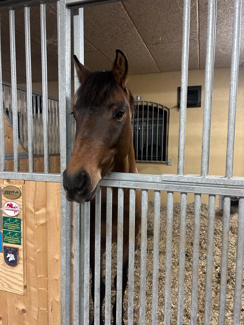 Bild 1 av Signhild II