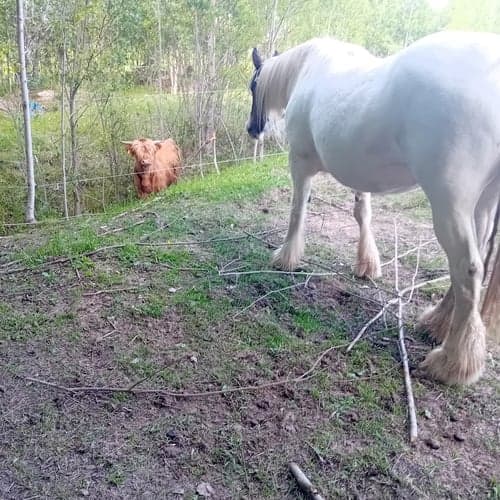 Bild av Charmigt projekt