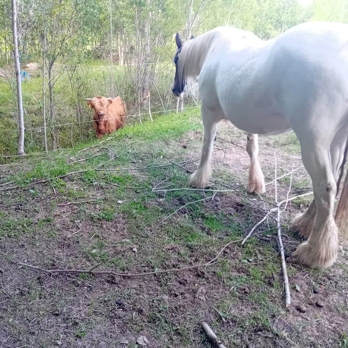 Media 4 av I'm magic