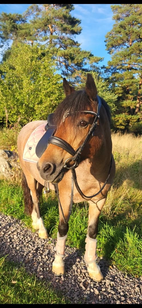 Media 18 av Jammi Dodger