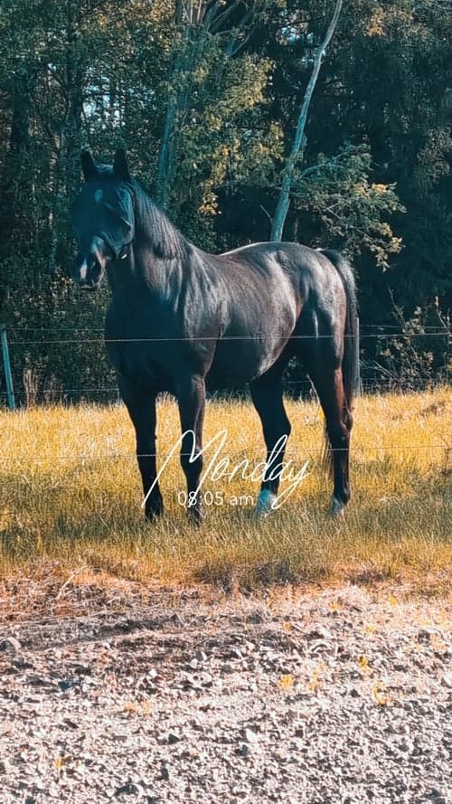 Bild av SNYGG VALACK!  Då min kropp inte håller för ridning längre så söker min stjärna ett nytt hem. Fina gångarter. Kan byten, öppna, sluta mm Ej tävlad pga mitt ointresse. Rids just nu av hoppryttare. Snäll i all hantering. Fått regelbunden massage och faciabehandling. Ingen skadehistorik. Något svårlastad. All utrustning medföljer. Hemmet viktigast.