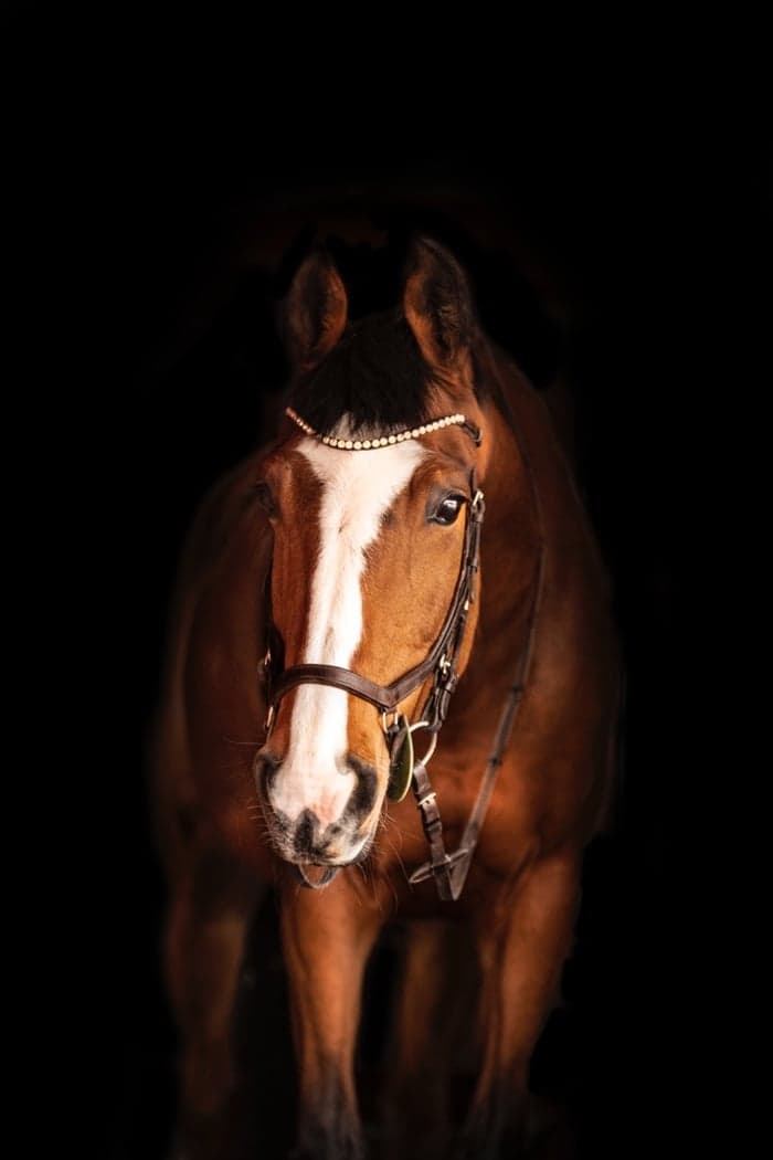 Media 1 av Gigagoed P