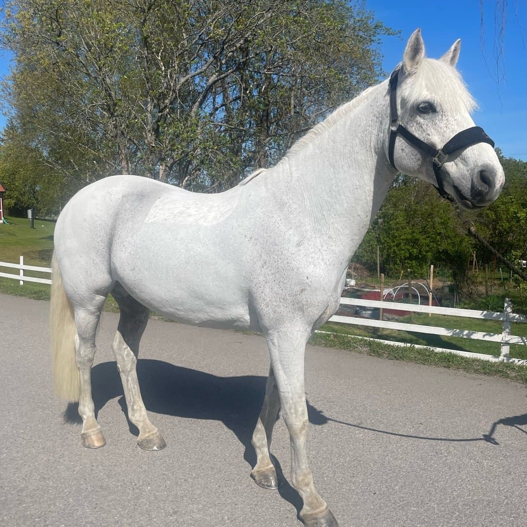 Bild 1 av Royal george