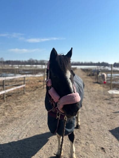 Inlägg 18 av Irländsk Sporthäst med titeln Älskade Fancy!❤️