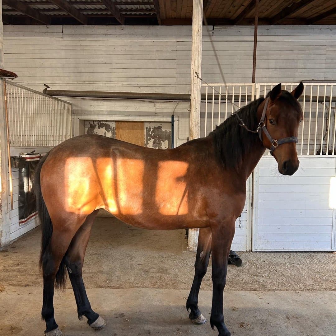 Image 1 of Milano Games