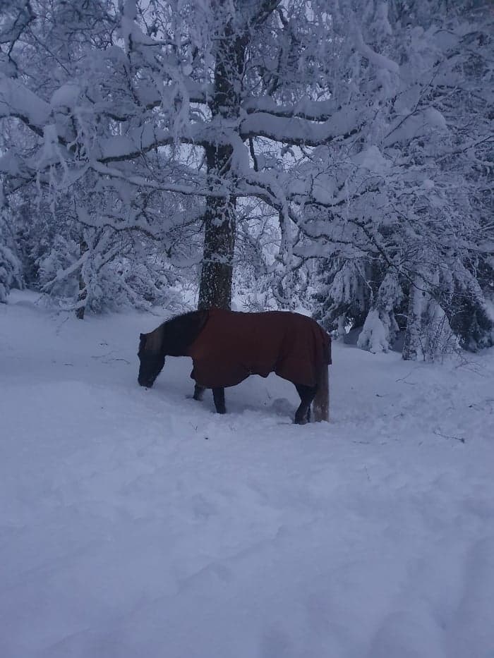 Media 2 av Eifur från Långnäs