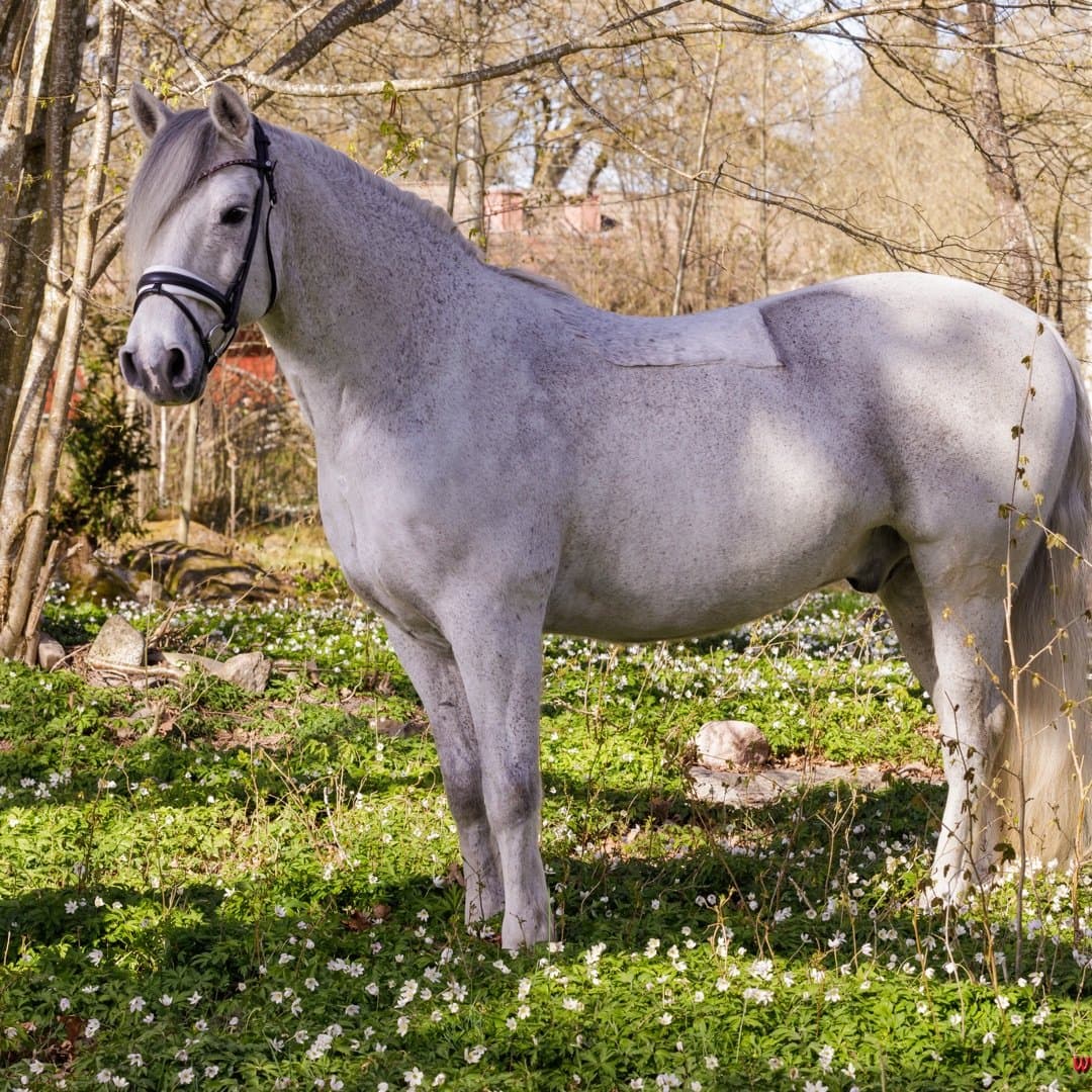 Bild 1 av Arda's Sprinter