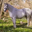 Profilbild av Arda's Sprinter