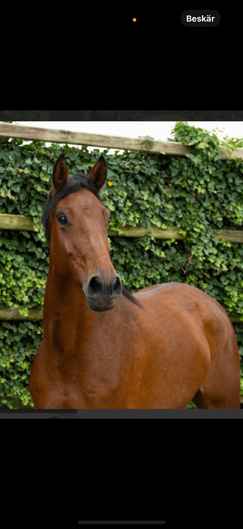 Bild av Fin unghäst för hoppning och fälttävlan