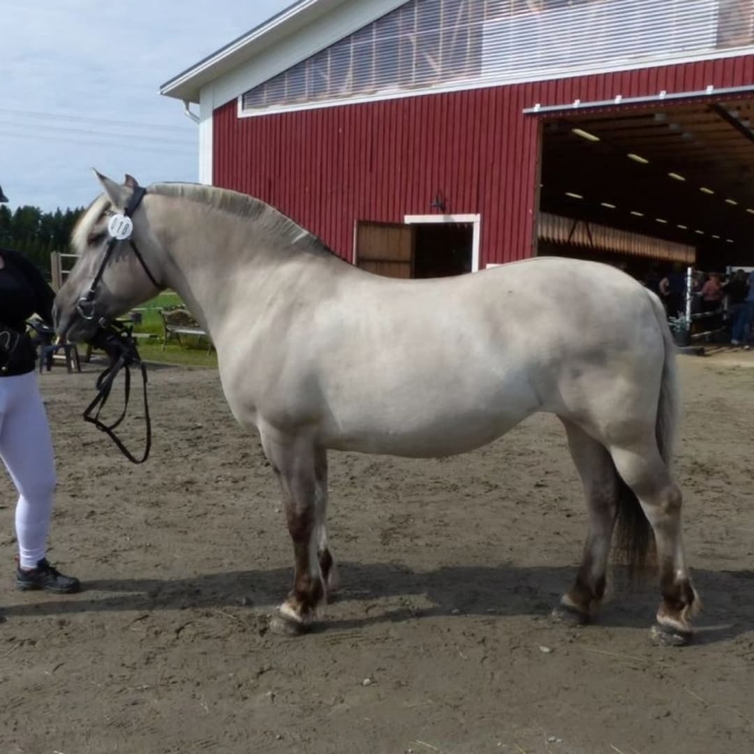 Bild 1 av Sindarve Basta 85F